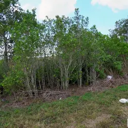 Angel Aurora en Cita de San Valentín en el autobús (foto 483) Angel Aurora en 'Bangbros' Cita de San Valentín en el autobús (Miniatura 483)