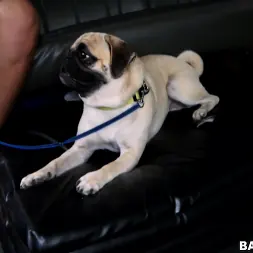 Coco Blue in Cute Blondie Gets Tricked on the Bus (Photo 231) Coco Blue in 'Bangbros' Cute Blondie Gets Tricked on the Bus (Thumbnail 231)