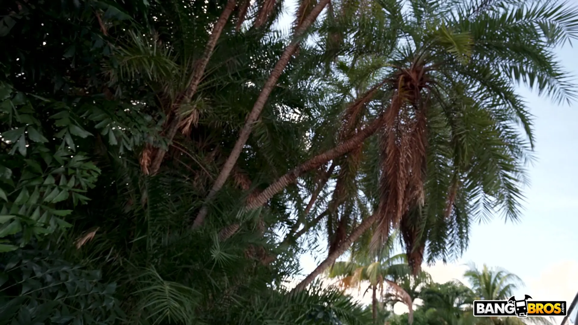 Eevee Luna in 'The Miami Experience' from 'Bangbros' (Photo 122) Bangbros 'The Miami Experience' starring Eevee Luna (Photo 122)