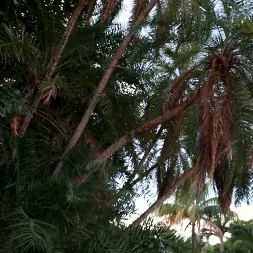 Eevee Luna en 'Bangbros' La experiencia de Miami (Miniatura 122)