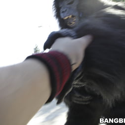 Tara Lynn Foxx in 'Bangbros' Not Monkeying Around! (Thumbnail 620)